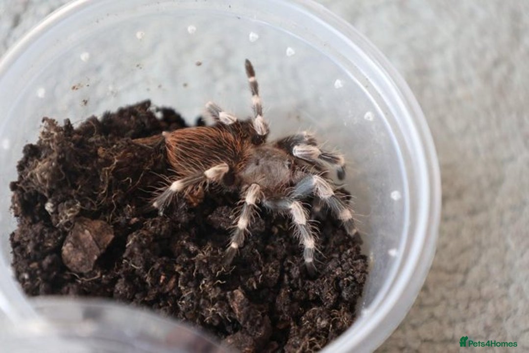 Tarantulas invertebrates for sale: V. chromatus, C. cyaneopubescens, P. reduncus - Image 2