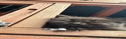 Mixed Breed cats for sale: Rare Chocolate Brown Fluffy Kittens - Advert 5