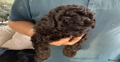 Toy Poodle dogs - Advert 3