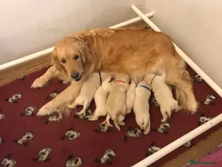 Golden Retriever dogs Kc reg beautiful boy puppies - Advert 6