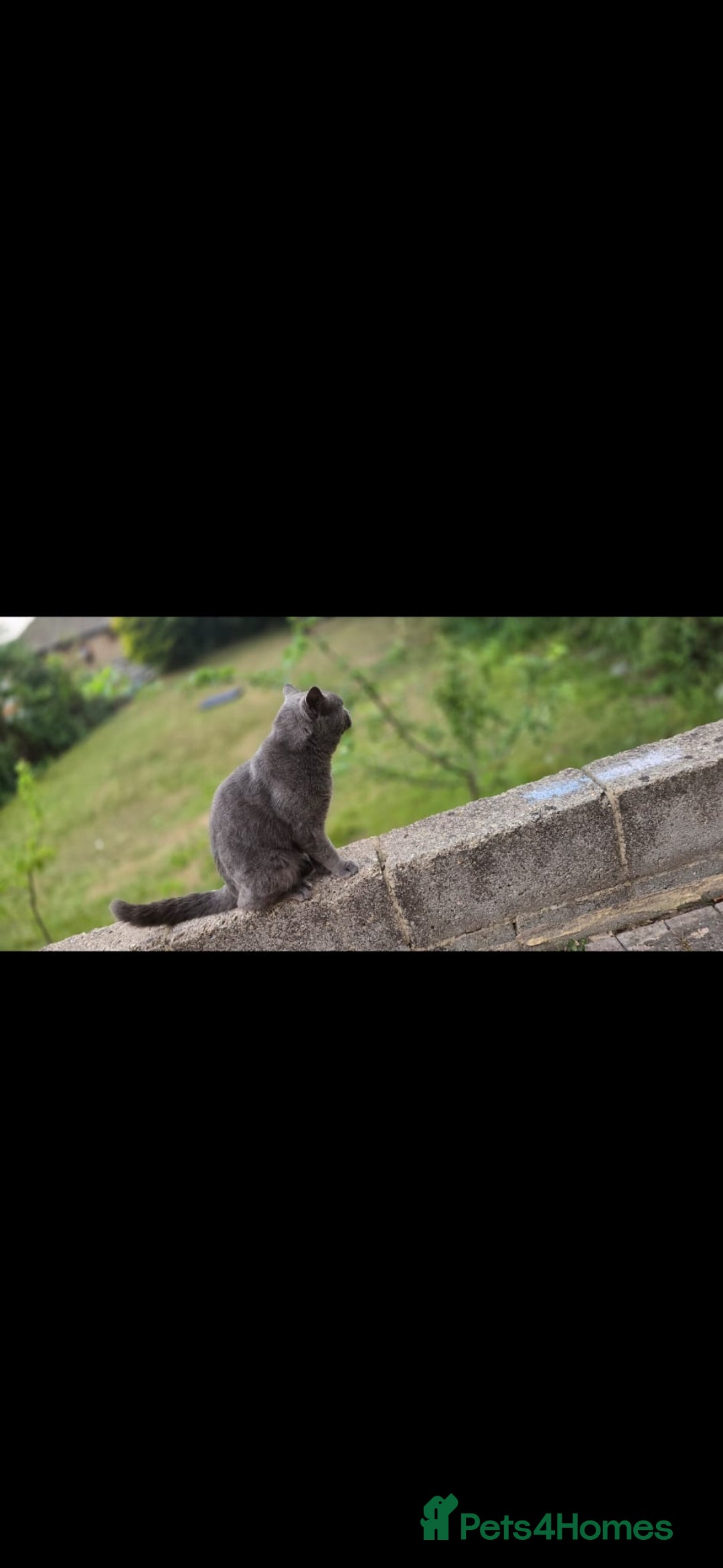 British Shorthair cats for sale: British Shorthair  kittens  - Image 9