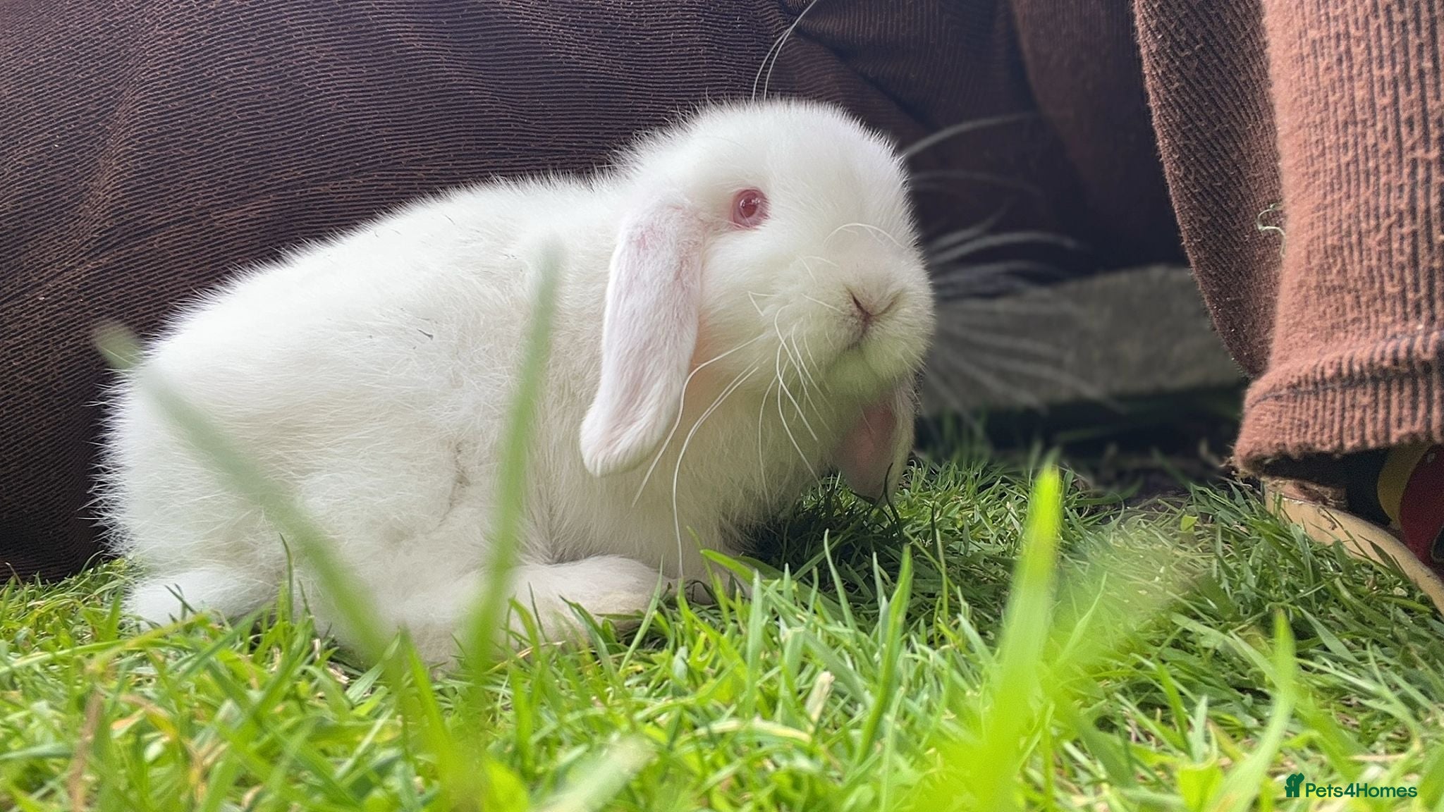 Mini Lop rabbits mini lop babies  - Advert 1