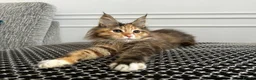 Maine Coon cats for sale: Beautiful Female Mainecoon - Advert 3