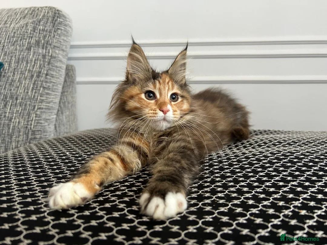 Maine Coon cats for sale: Beautiful Female Mainecoon - Advert 3