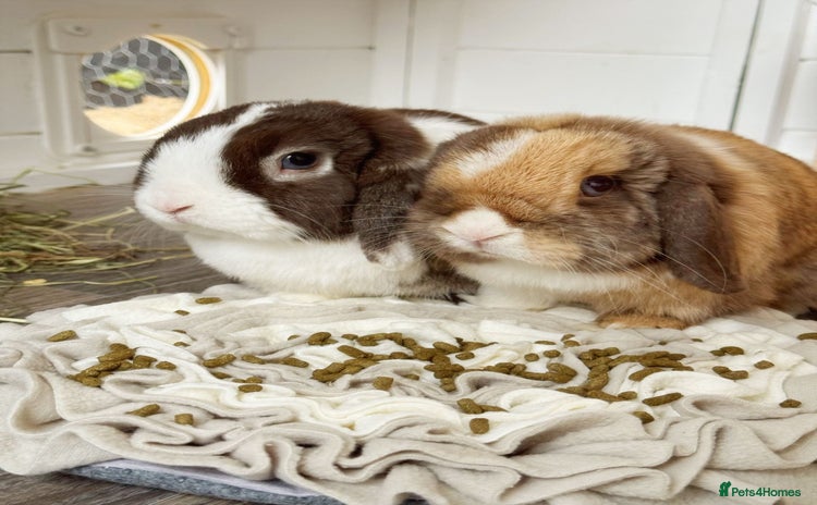 Mini Lop rabbits - Advert 2