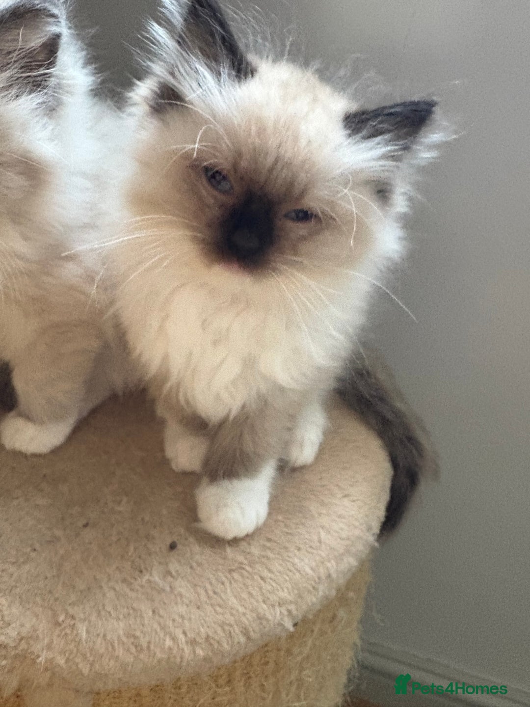 Ragdoll cats for sale: 4 Beautiful Female Ragdoll kittens for sale  - Image 4