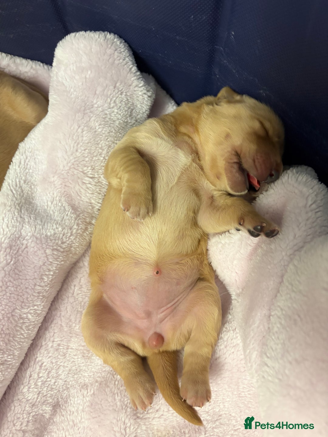 Golden Retriever dogs for sale: 6 beautiful golden retriever pups - Image 5