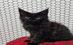 Maine Coon cats for sale: Pure breed Maine Coons Kittens  - Image 17