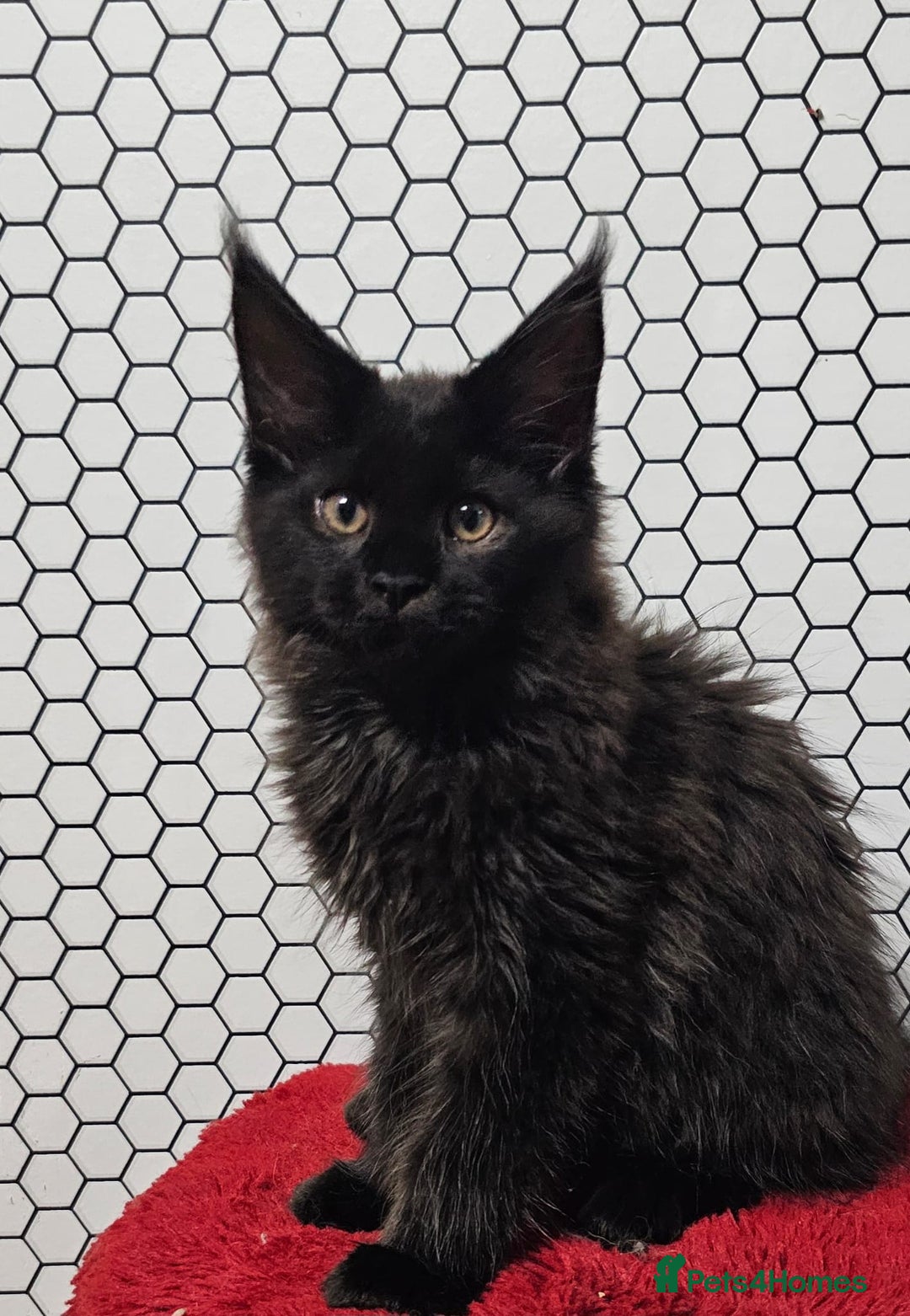 Maine Coon cats for sale: Pure breed Maine Coons Kittens  - Image 17