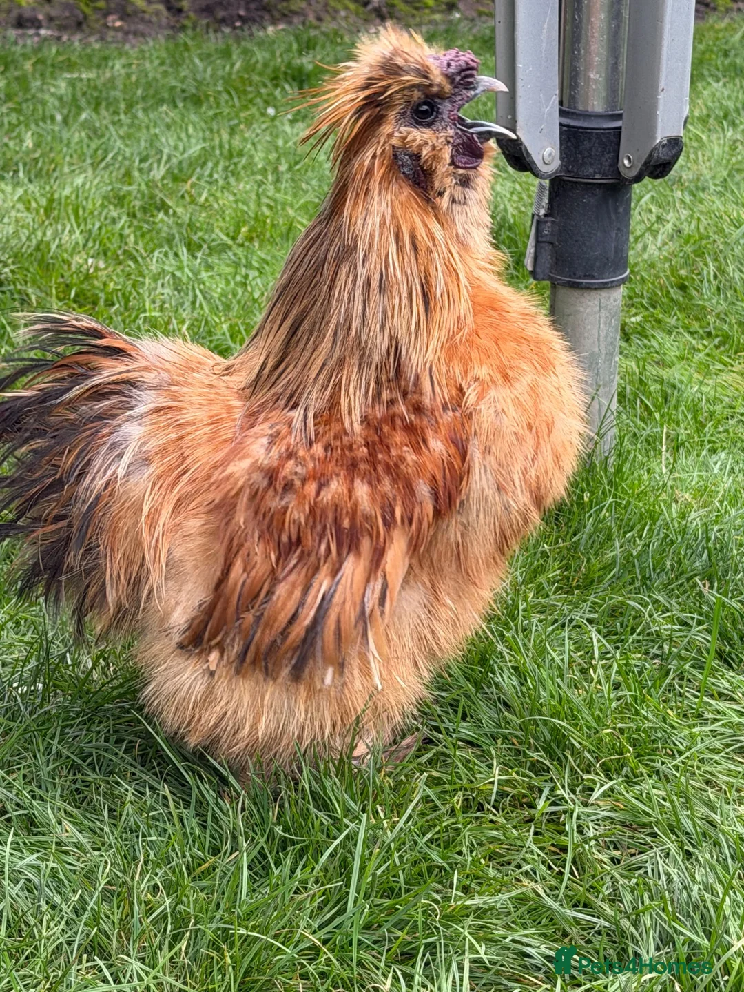 Chickens poultry for sale: Silkie Cockrel  - Advert 3
