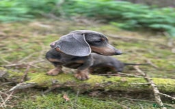 Miniature Dachshund dogs for sale: Miniature dachshund puppies for sale - Image 3