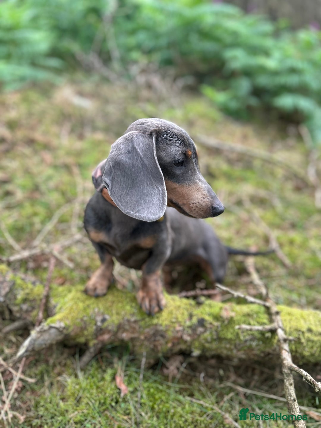Miniature Dachshund dogs for sale: Miniature dachshund puppies for sale - Image 3