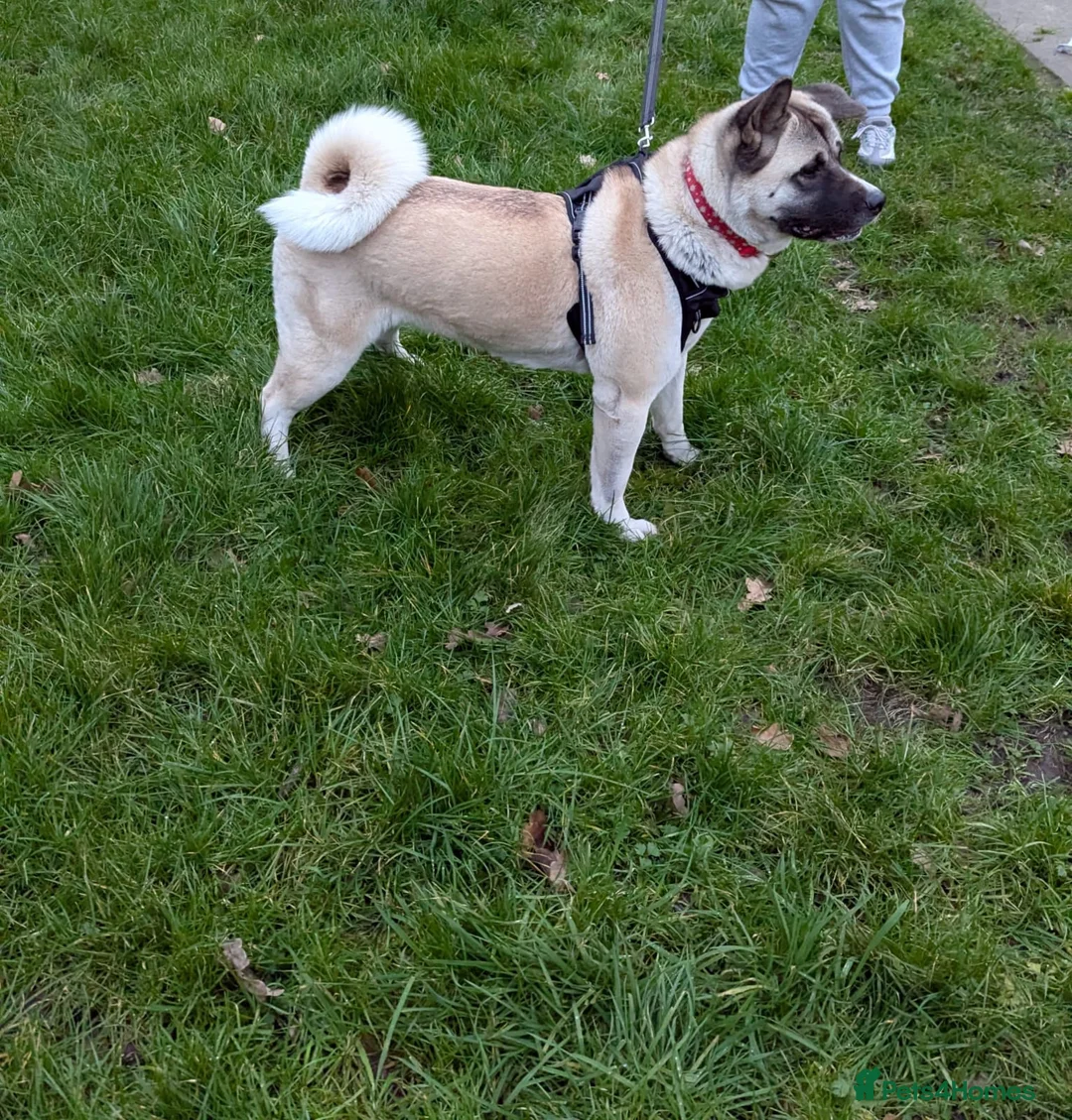 Akita dogs for sale: 2 Year Old American Akita Female - Advert 6