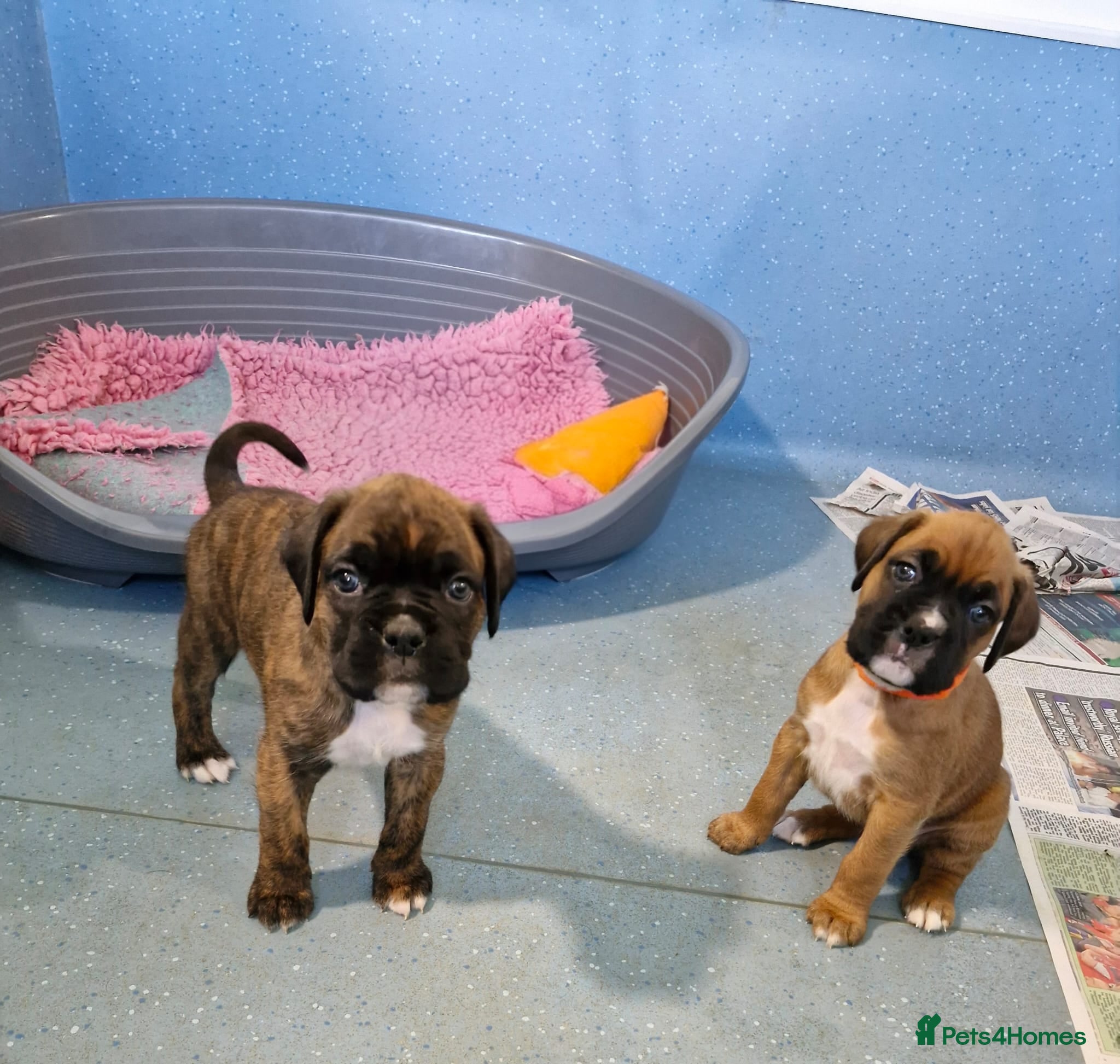 Boxer dogs GORGEOUS KC PUPPIES  - Advert 12