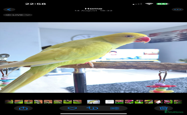 Ringnecks birds - Advert 1