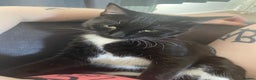Bombay cats for sale: Two cats to Rehome - Advert 4