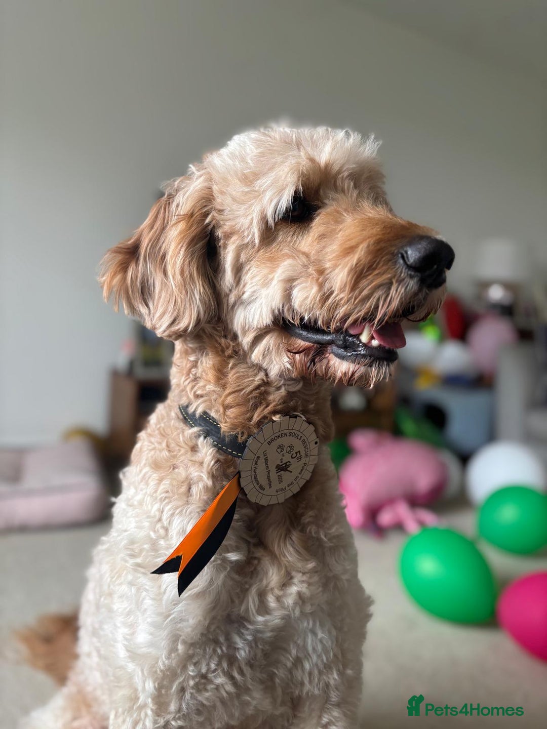 Mixed Breed dogs for sale: Merle Goldendoodle x Irish doodle - Advert 6
