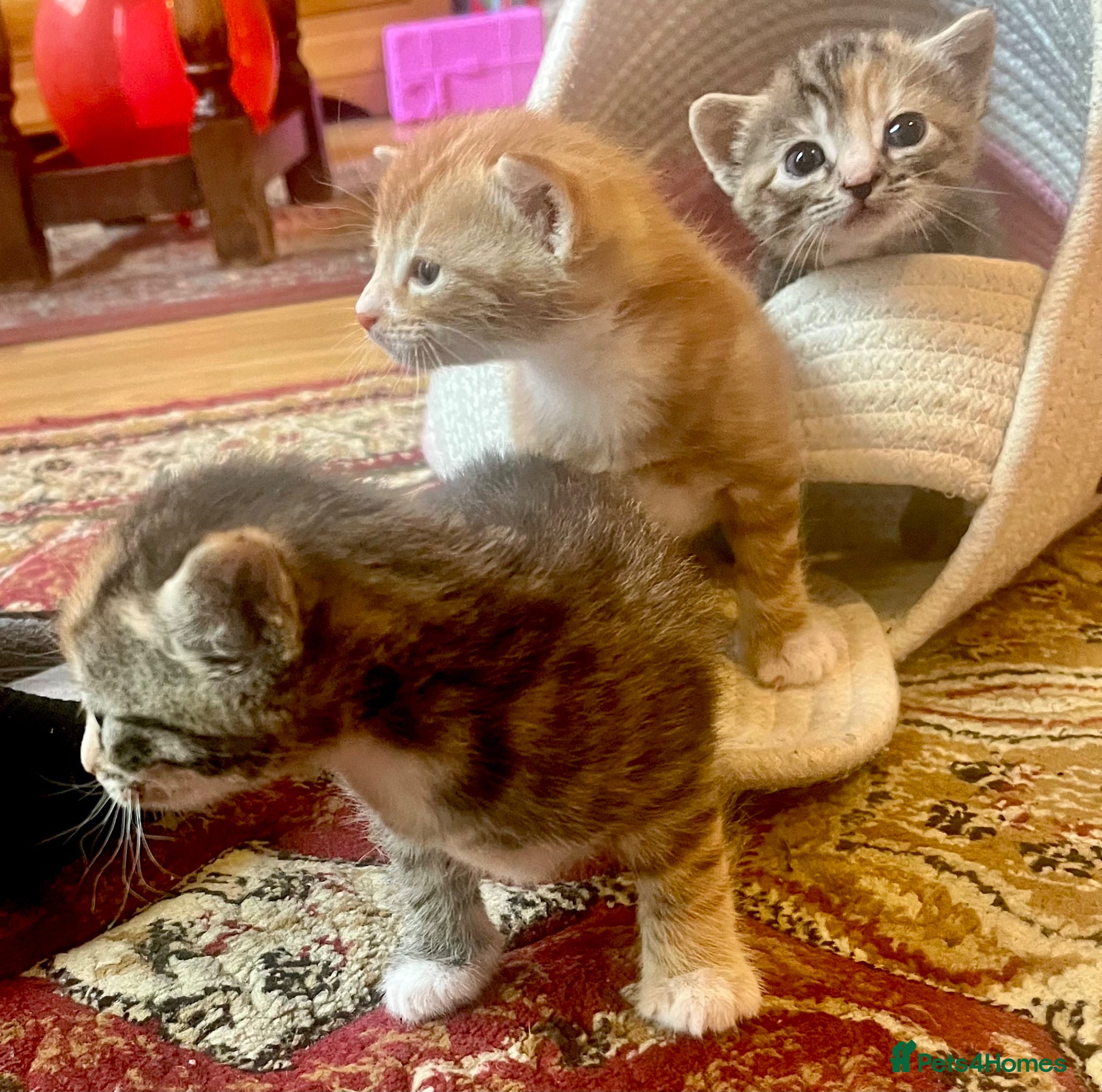 Mixed Breed cats 3 Adorable kittens available to reserve  - Advert 15