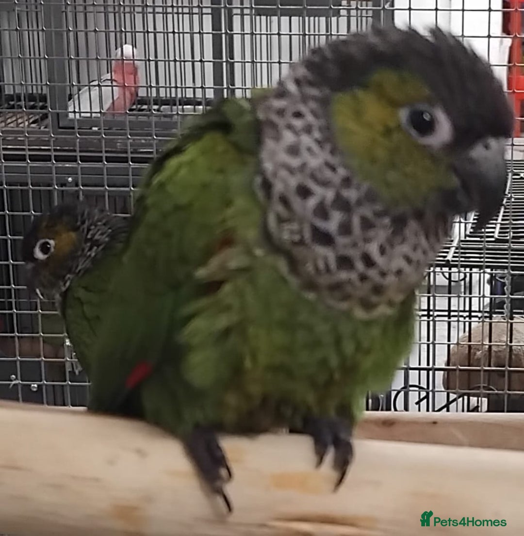 Parrots birds for sale: Parrots/ Parakeets Available  - Advert 35