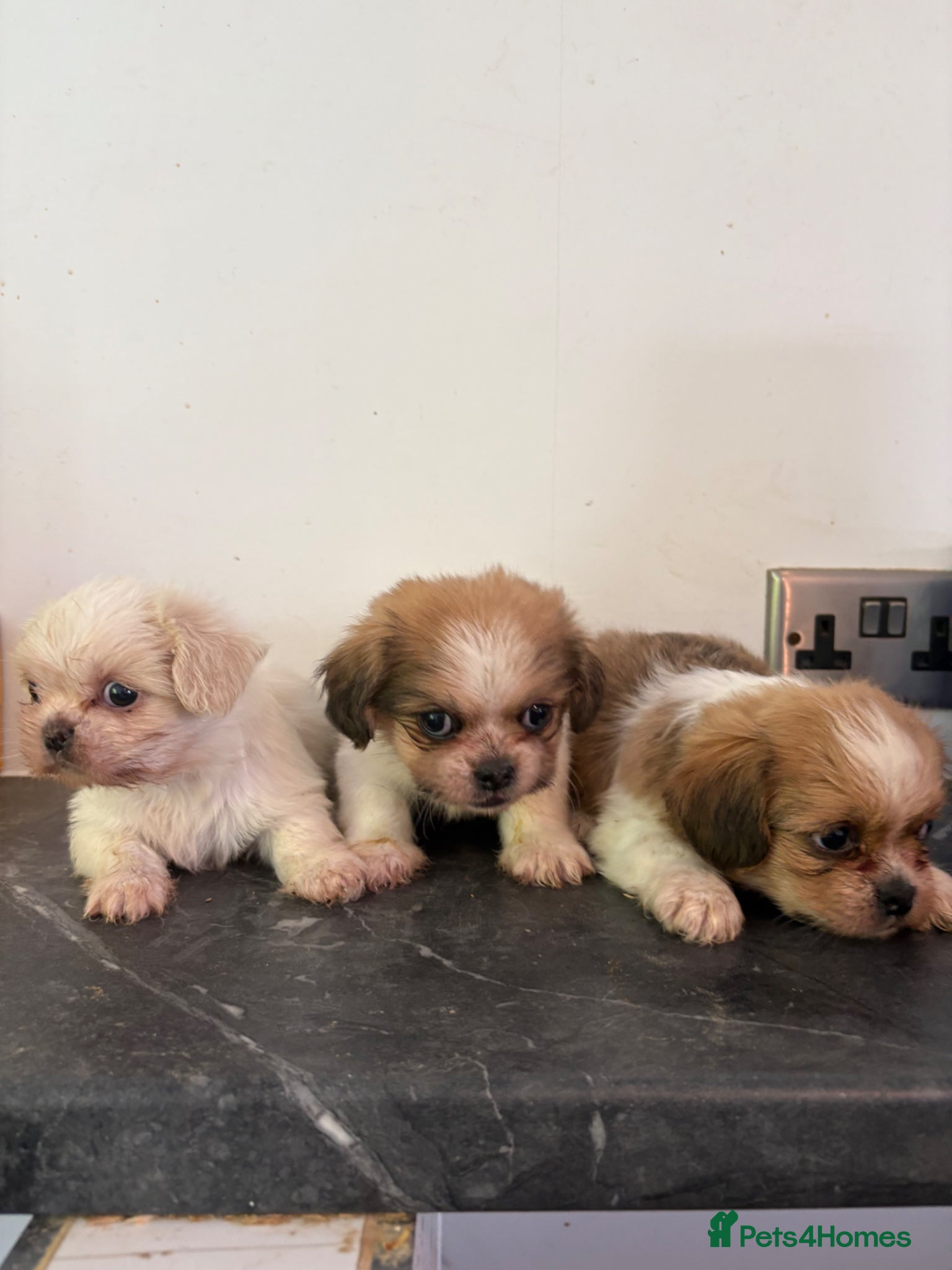 Shih Tzu dogs Stunning shihzu - Advert 13