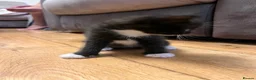 Mixed Breed cats for sale: 4 lovely kittens  - Advert 10