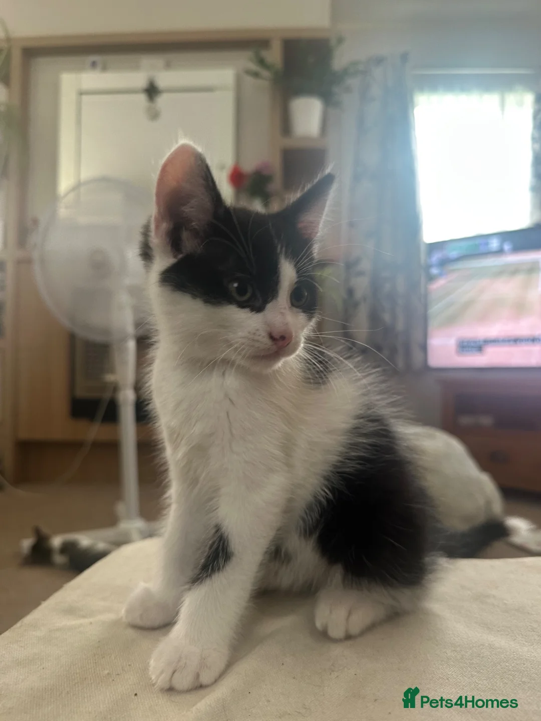 Mixed Breed cats for sale: Kittens for Sale - Advert 7