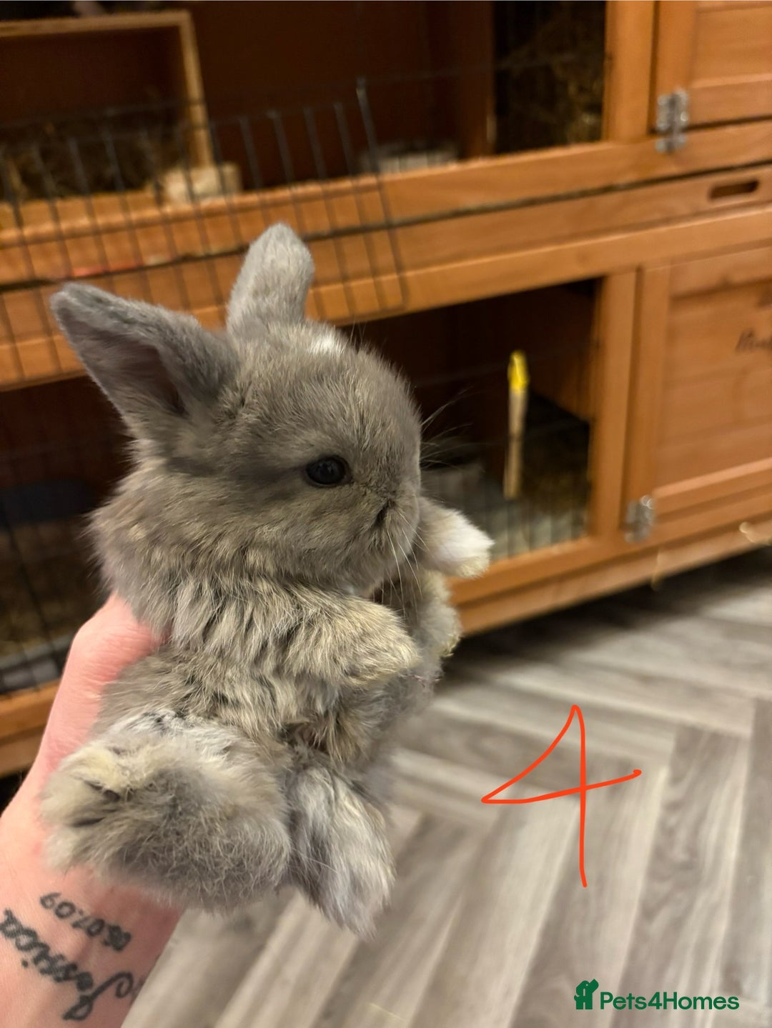 Mini Lop rabbits for sale: mini lops  - Advert 8