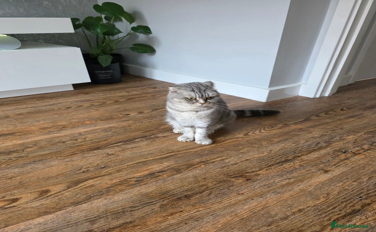 Scottish Fold cats - Advert 1
