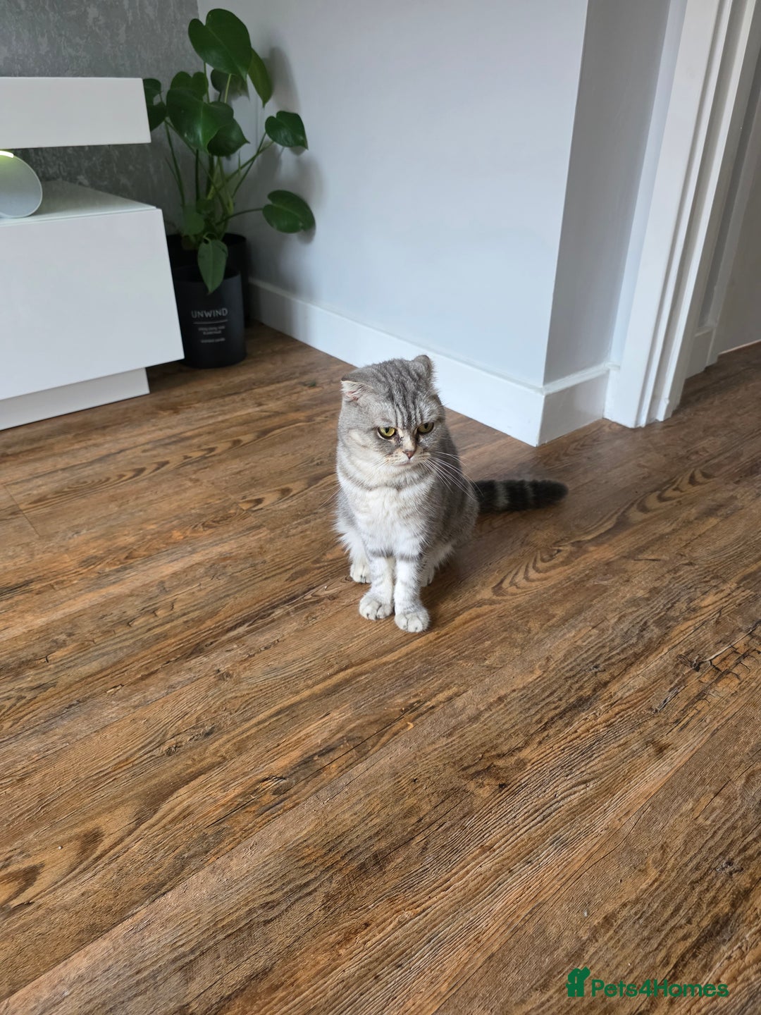 Scottish Fold cats for sale: Gorgeous and playing Scottish Fold cross kittens  - Image 1