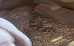 Snake reptiles for sale: Hognose snake  - Advert 11