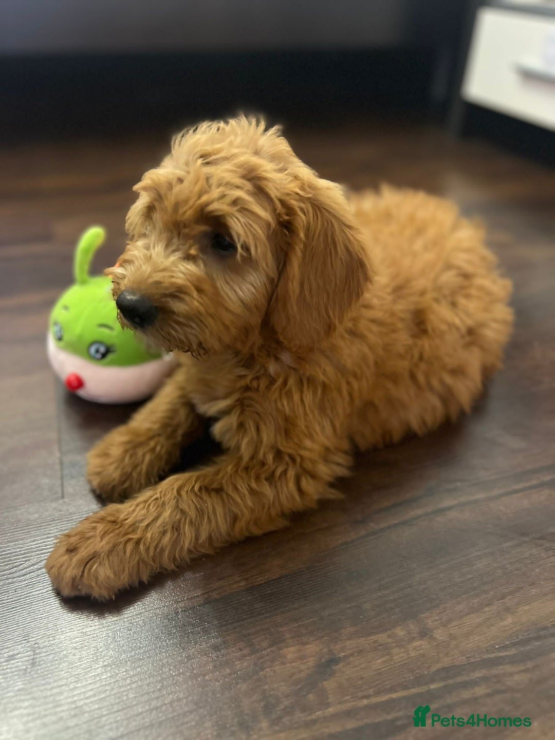 Mini Goldendoodle dogs for sale: GoldenDoodles Date of birth 01.05.2025 - Image 11