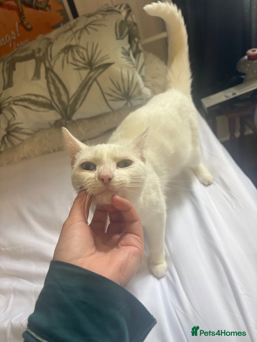 Khao Manee cats for sale: Rehome for my girl, not sale. - Advert 2