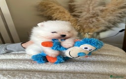 Pomeranian dogs for sale: Outstanding champion bloodline KC reg puppies  - Advert 9