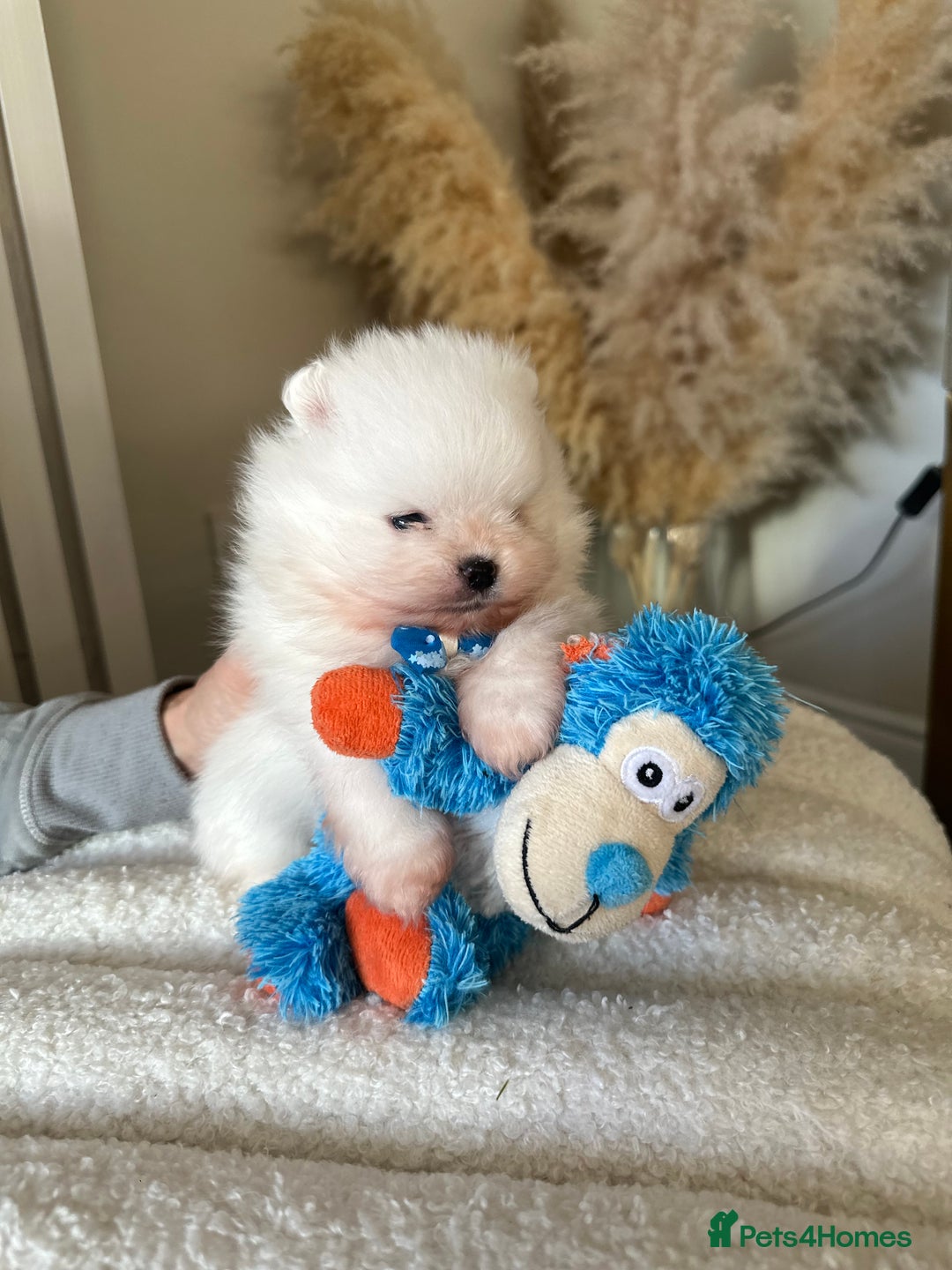 Pomeranian dogs for sale: Outstanding champion bloodline KC reg puppies  - Advert 9