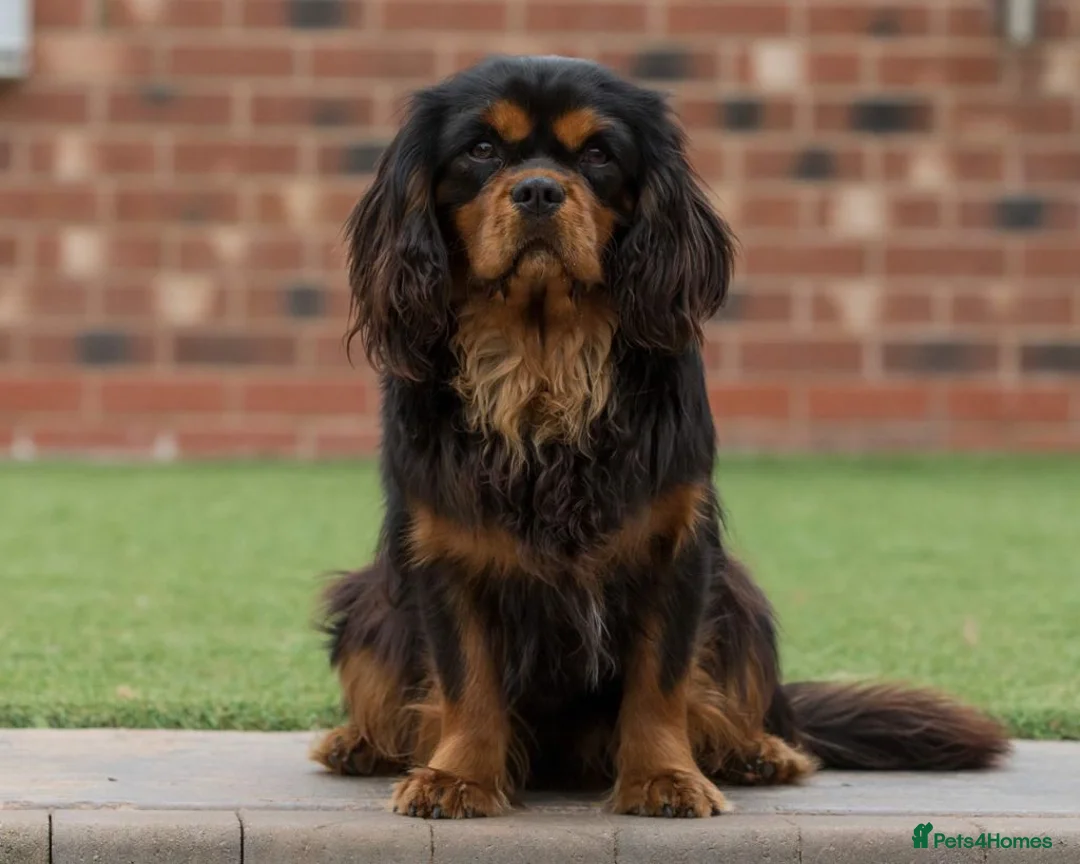 Cavalier King Charles Spaniel dogs for stud: Donnajays 5⭐️health tested proven  in Stafford - Advert 3