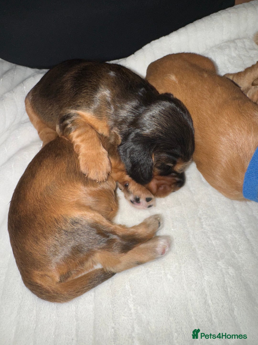 Cocker Spaniel dogs for sale: Show cocker spaniels  - Image 35