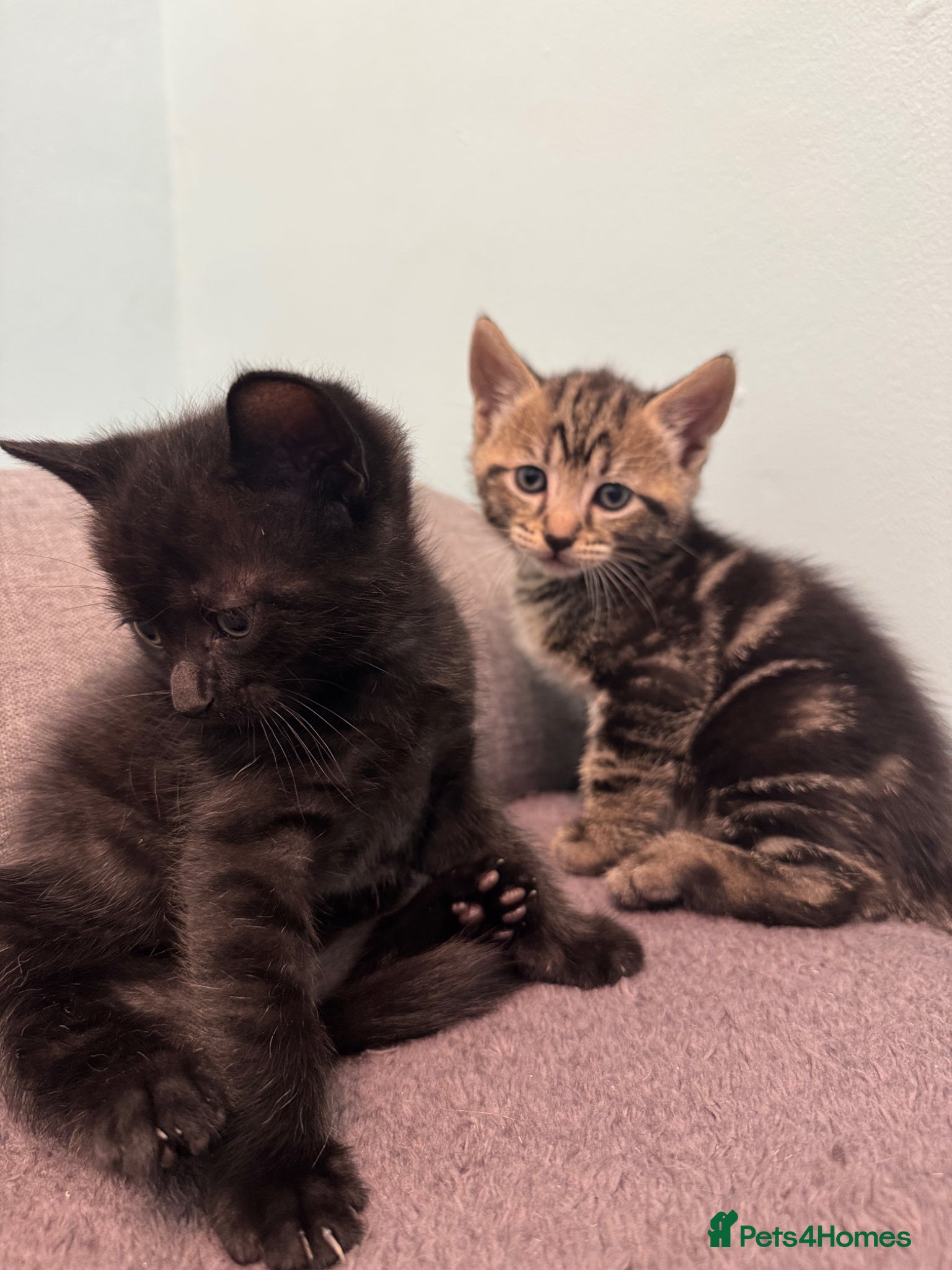 Mixed Breed cats for sale: Adorable Kittens Looking for Loving Homes 🐾 - Advert 5