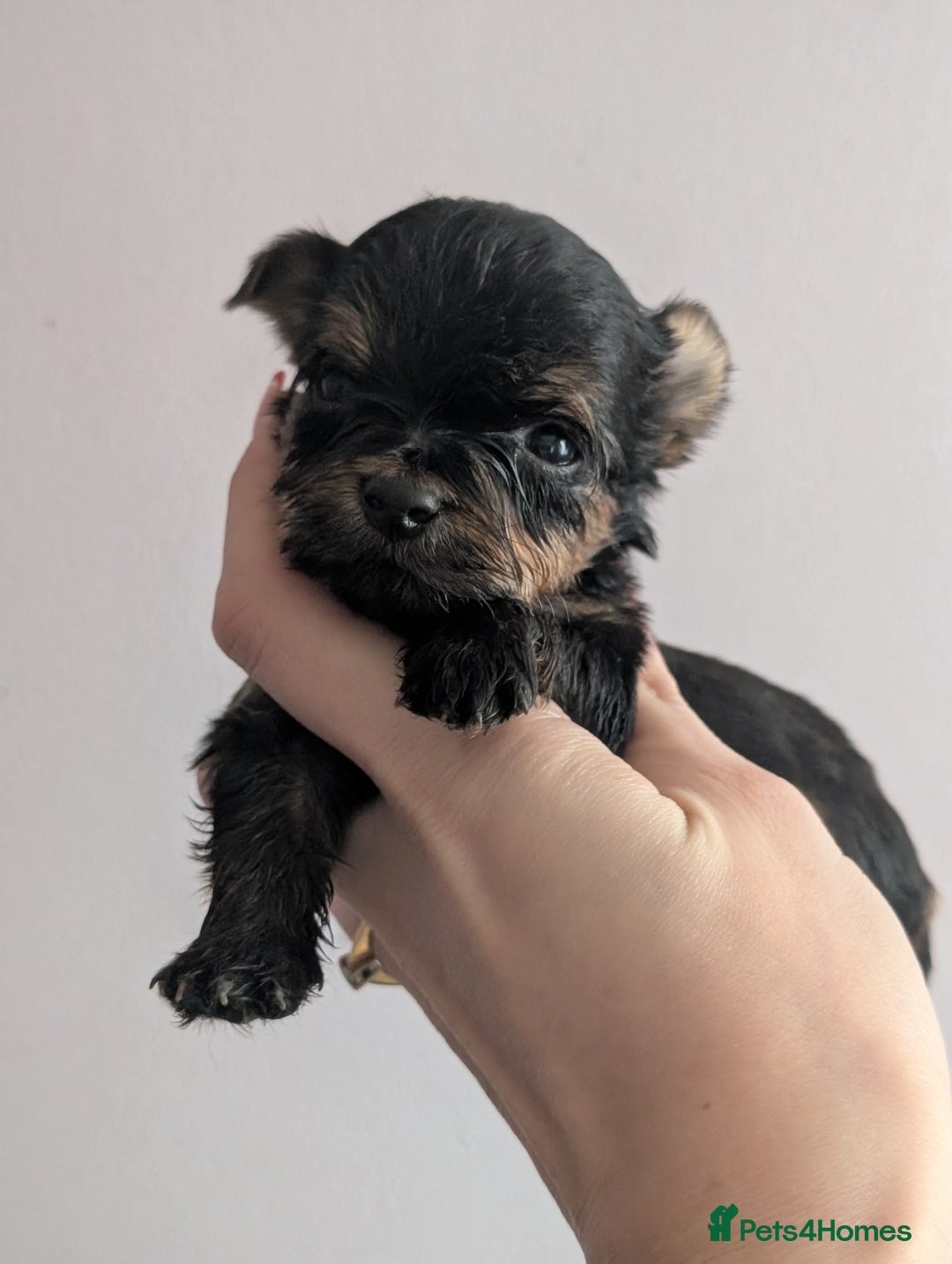 Yorkshire Terrier dogs for sale: Pedigree Yorkshire Terrier pups for sale - Advert 8