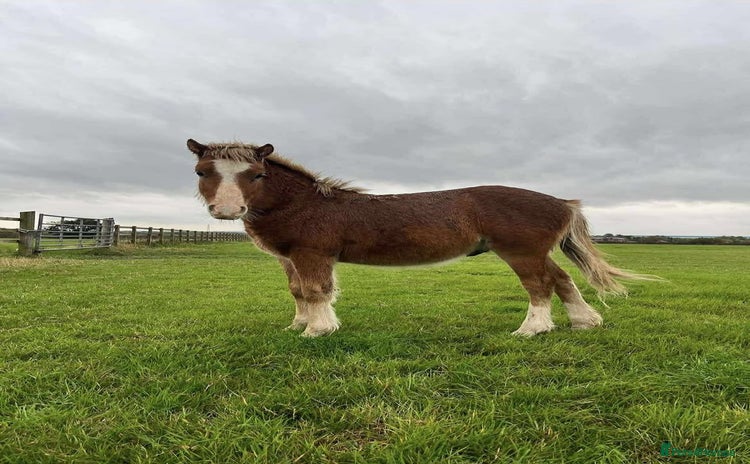 Welsh Section A horses Tame Gelding etm 11.2hh Kids Lead Rein Riding Pony - Advert 1
