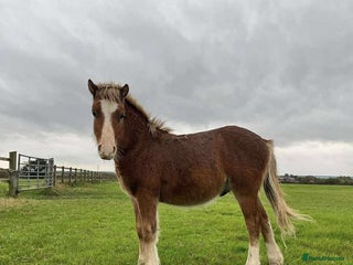 Welsh Section A horses for sale: Tame Gelding etm 11.2hh Kids Lead Rein Riding Pony - Advert 1