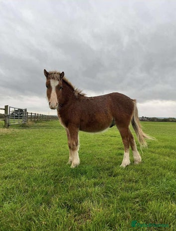 Welsh Section A horses Tame Gelding etm 11.2hh Kids Lead Rein Riding Pony - Advert 1