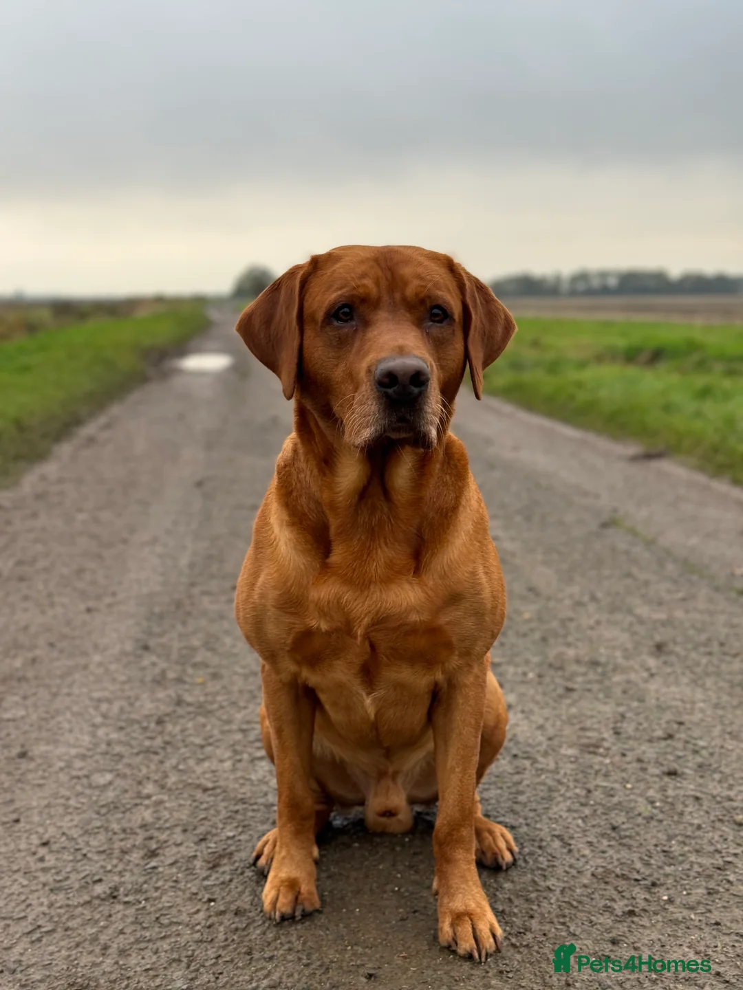 Labrador Retriever dogs for stud: PROVEN & FULLY HEALTH TESTED KC Dark Fox Red Stud  in York - Advert 9