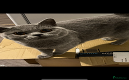 British Shorthair cats for sale: British short hair female  - Image 2