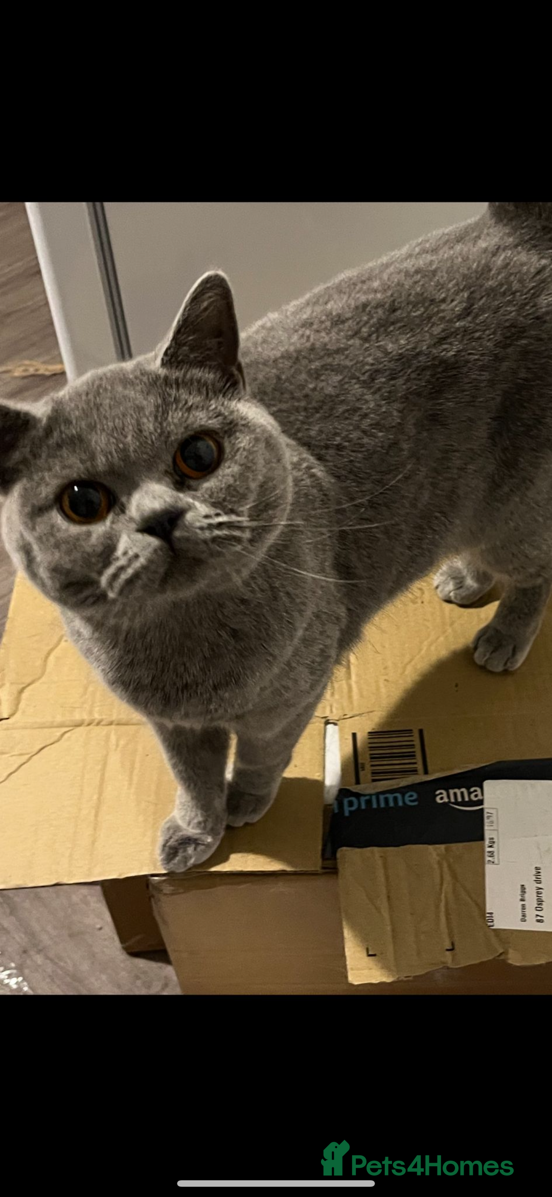 British Shorthair cats for sale: British short hair female  - Image 2