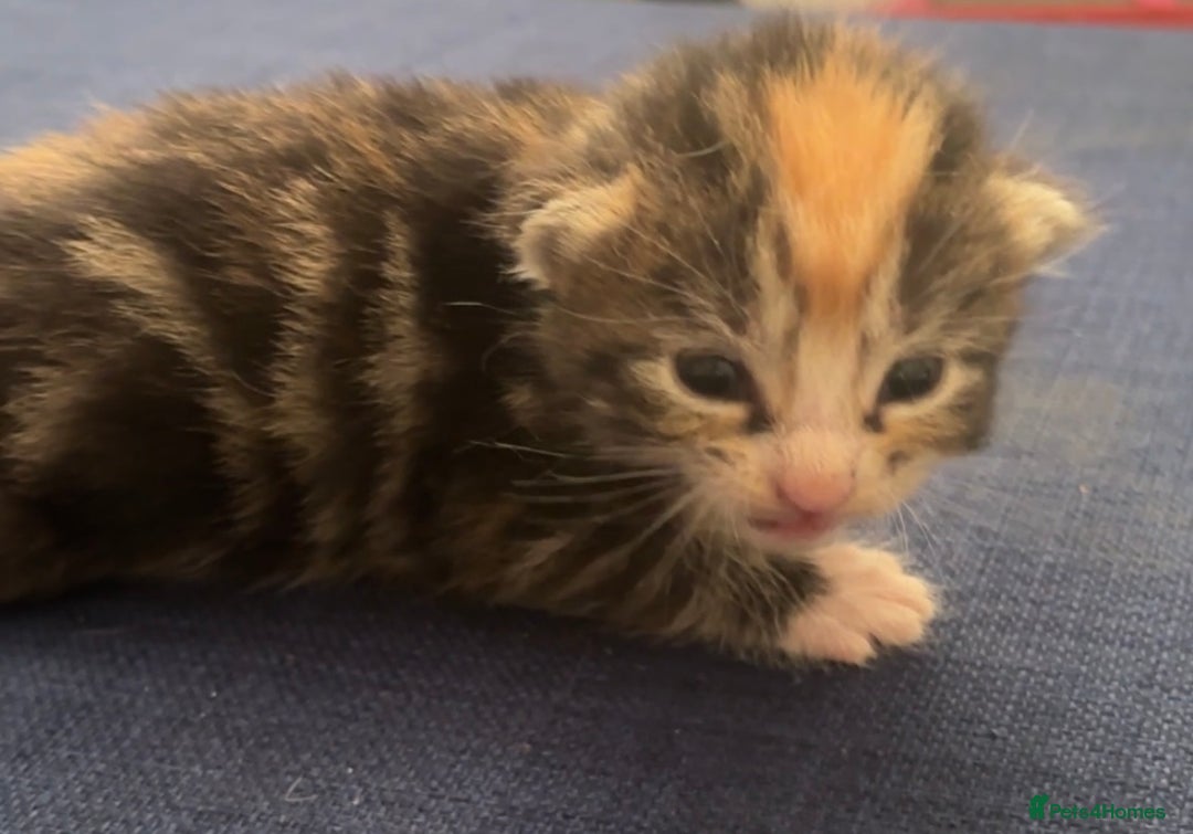 British Shorthair cats for sale: X2 female British shorthaired cross kittens - Image 8
