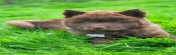Chow Chow dogs for sale: Genuine chowski puppies  - Advert 3