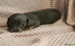 Miniature Dachshund dogs for sale: Beautiful miniature dachshund  - Image 17
