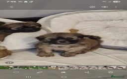 Shih Tzu dogs for sale: 6 Adorable FULL BREED Shih Tzu boy puppies.  - Image 7