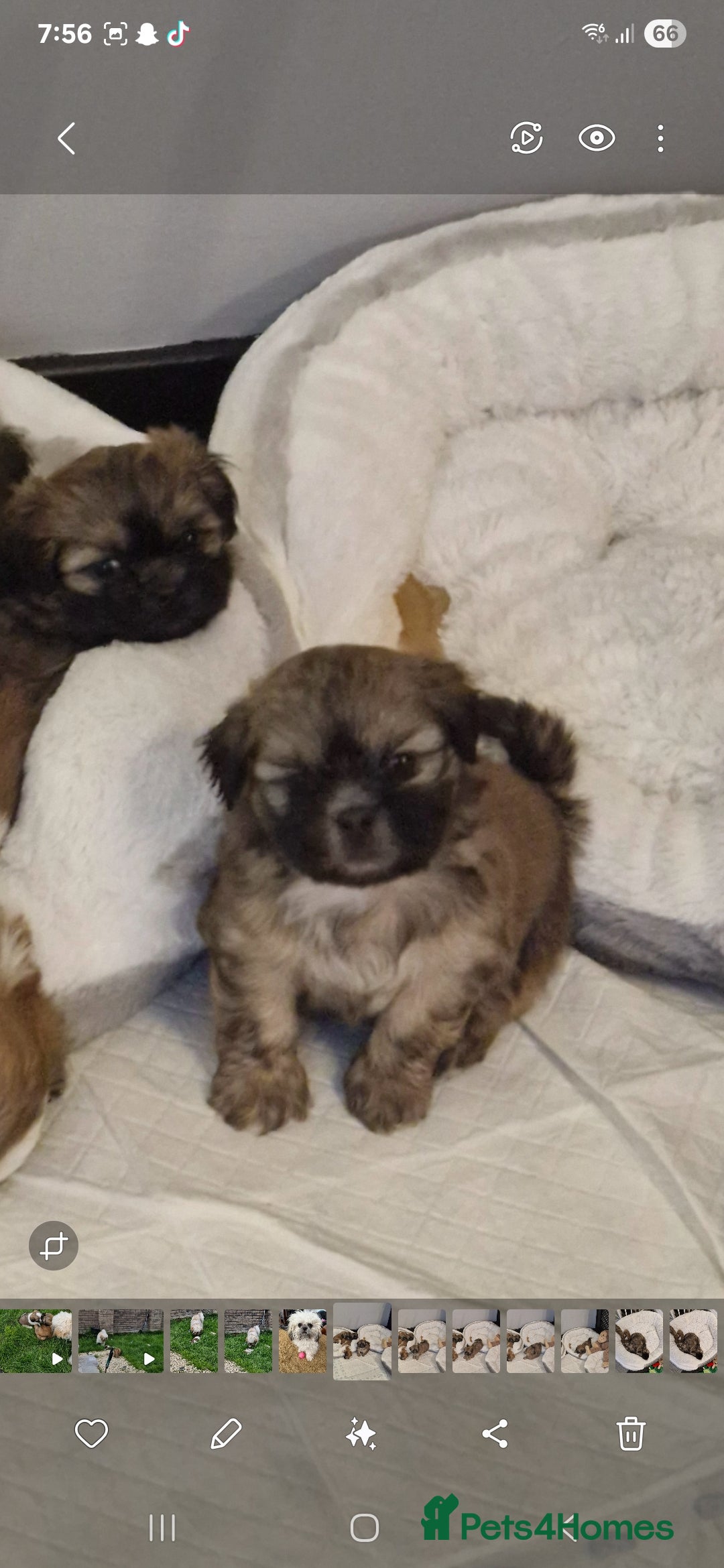 Shih Tzu dogs for sale: 6 Adorable FULL BREED Shih Tzu boy puppies.  - Image 7