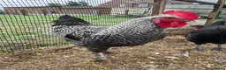 Chickens poultry for sale: Vaccinated Olive egger POL hens & Cockerel - Advert 4